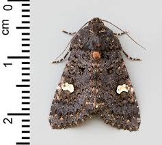 Attēlu rezultāti vaicājumam “Melanchra persicariae”