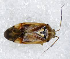 Attēlu rezultāti vaicājumam “Lygus pratensis nymph”