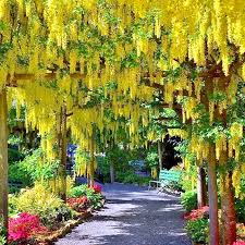 Image result for Laburnum anagyroides