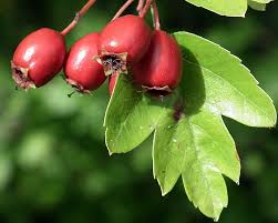 Attēlu rezultāti vaicājumam “Crataegus monogyna fruit”