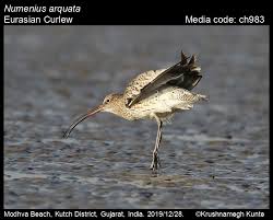 Attēlu rezultāti vaicājumam “Numenius arquata”