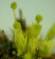 Attēlu rezultāti vaicājumam “Aulacomnium”