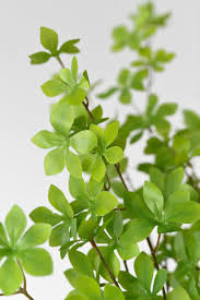 Attēlu rezultāti vaicājumam “Enkianthus chinensis leaf”