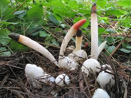 Attēlu rezultāti vaicājumam “Mutinus caninus”