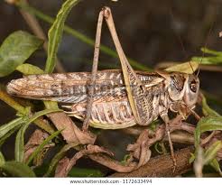 Attēlu rezultāti vaicājumam “Decticus verrucivorus nymph”