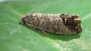 Attēlu rezultāti vaicājumam “Cydia pomonella”