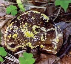 Attēlu rezultāti vaicājumam “Coniophora puteana”