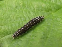 Attēlu rezultāti vaicājumam “Aphelia paleana larva”