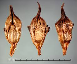 Attēlu rezultāti vaicājumam “Sparganium erectum aggr. leaf”