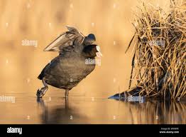 Attēlu rezultāti vaicājumam “Fulica atra adult”