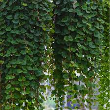 Image result for Lysimachia nummularia