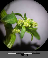 Attēlu rezultāti vaicājumam “Chenopodium rubrum flower”