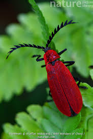 Attēlu rezultāti vaicājumam “Pyrochroidae”