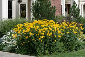 Image result for Heliopsis scabra