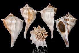 Image result for Sinistrofulgur perversum