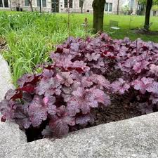 Image result for Heuchera `Midnight Rose`