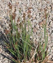 Attēlu rezultāti vaicājumam “Juncus gerardii leaf”