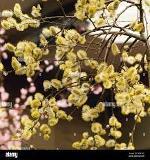 Attēlu rezultāti vaicājumam “Salix caprea male flower”