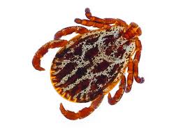 Attēlu rezultāti vaicājumam “Dermacentor reticulatus”