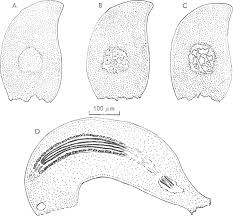 Attēlu rezultāti vaicājumam “Stemonitis herbatica spores”