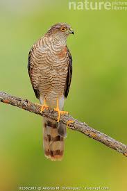 Attēlu rezultāti vaicājumam “Accipiter nisus”