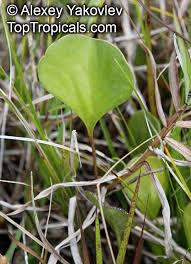 Attēlu rezultāti vaicājumam “Utricularia minor leaf”