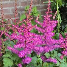 Attēlu rezultāti vaicājumam “Astilbe chinensis”