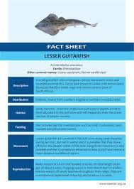 Image result for Acroteriobatus annulatus