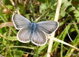 Attēlu rezultāti vaicājumam “Plebejus idas”