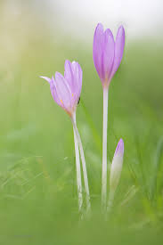 Image result for Herbstzeitlose