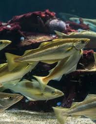 Image result for Pollachius pollachius