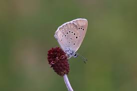 Attēlu rezultāti vaicājumam “Maculinea teleius underside”