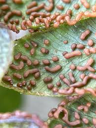 Attēlu rezultāti vaicājumam “Physarum luteolum”