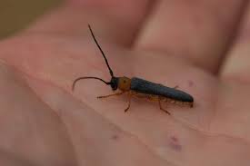 Attēlu rezultāti vaicājumam “Oberea oculata”