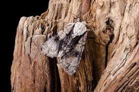 Attēlu rezultāti vaicājumam “Acronicta alni”