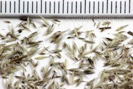 Attēlu rezultāti vaicājumam “Corynephorus canescens leaf”