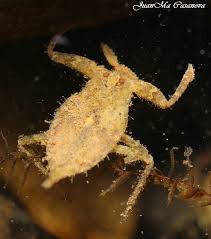 Attēlu rezultāti vaicājumam “Nepa cinerea nymph”