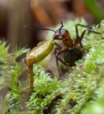 Attēlu rezultāti vaicājumam “Buxbaumia viridis”