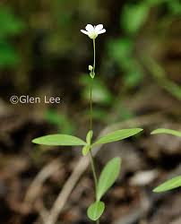 Attēlu rezultāti vaicājumam “Moehringia lateriflora flower”