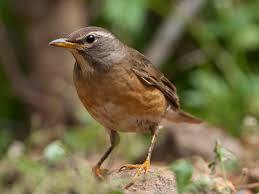 Image result for Turdus obscurus
