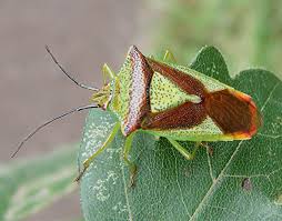 Attēlu rezultāti vaicājumam “Acanthosoma haemorrhoidale imago”