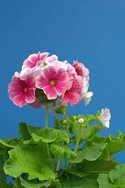 Image result for Primula obconica