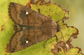 Attēlu rezultāti vaicājumam “Eupsilia transversa”