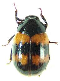 Attēlu rezultāti vaicājumam “Diaperis boleti”