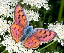 Attēlu rezultāti vaicājumam “Lycaena alciphron”