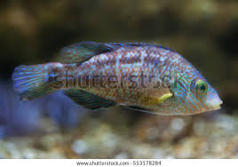 Image result for Symphodus melops