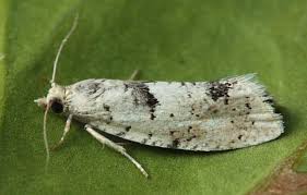 Attēlu rezultāti vaicājumam “Epinotia bilunana”