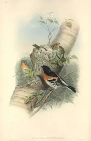 Attēlu rezultāti vaicājumam “Fringilla montifringilla”