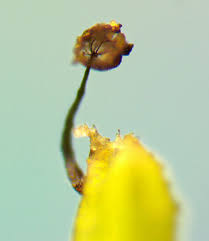 Attēlu rezultāti vaicājumam “Barbeyella minutissima”