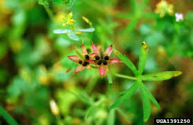 Attēlu rezultāti vaicājumam “Geranium dissectum”